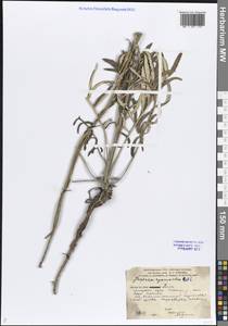 Наголоватка васильковая (L.) Rchb., Восточная Европа, Средневолжский район (E8) (Россия)