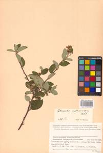 Кизильник рыхлоцветковый (J.Jacq.) Lindl., Восточная Европа, Нижневолжский район (E9) (Россия)