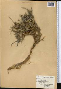 Семеновия разнозубчатая (Korovin) Manden., Средняя Азия и Казахстан, Памир и Памиро-Алай (M2) (Таджикистан)