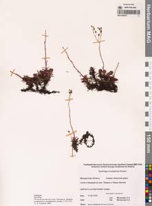 Камнеломка омолонская A.P.Khokhr., Сибирь, Чукотка и Камчатка (S7) (Россия)