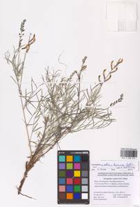 Astragalus astrachanicus Sytin & Laktionov, Восточная Европа, Нижневолжский район (E9) (Россия)