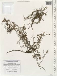Thymus karjaginii Grossh., Кавказ, Азербайджан (K6) (Азербайджан)