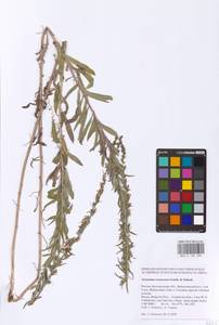 Свободноцветка сероватая (Waldst. & Kit.) Griseb. & Schenk, Восточная Европа, Центральный лесостепной район (E6) (Россия)