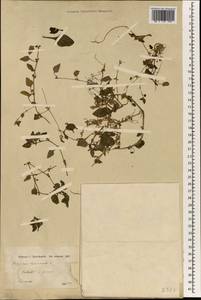Телигонум обыкновенный L., Зарубежная Азия (ASIA) (Иран)