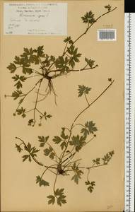 Лютик ползучий L., Восточная Европа, Центральный лесостепной район (E6) (Россия)