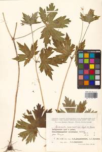 Герань Максимовича Regel & Maack, Сибирь, Дальний Восток (S6) (Россия)