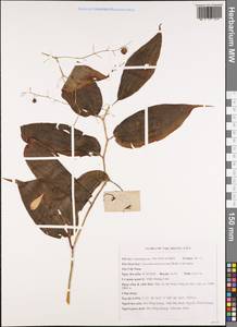 Maianthemum fuscum (Wall.) LaFrankie, Зарубежная Азия (ASIA) (Вьетнам)