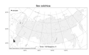 Ilex colchica, Падуб колхидский Pojark., Атлас флоры России (FLORUS) (Россия)