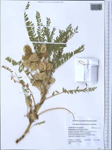 Astragalus dictamnoides Gontsch., Средняя Азия и Казахстан, Памир и Памиро-Алай (M2) (Киргизия)