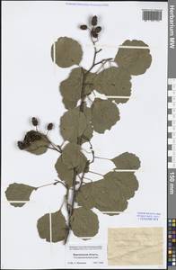 Ольха клейкая, Ольха черная (L.) Gaertn., Восточная Европа, Центральный лесостепной район (E6) (Россия)