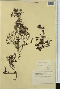 Halimium lasianthum subsp. alyssoides (Lam.) Greuter, Западная Европа (EUR) (Франция)