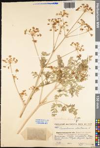 Златогоричник морозниковый (L.) Schur, Восточная Европа, Северо-Украинский район (E11) (Украина)