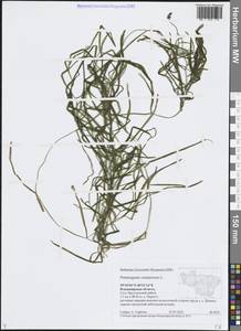 Рдест сплюснутый L., Восточная Европа, Центральный район (E4) (Россия)