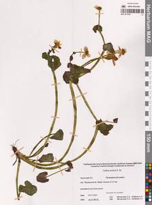 Калужница укореняющаяся (T.F.Forst.) Beck, Сибирь, Чукотка и Камчатка (S7) (Россия)