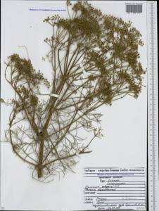 Anethum foeniculum L., Кавказ, Северная Осетия, Ингушетия и Чечня (K1c) (Россия)