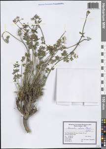 Shomalia olivieri (Boiss.) Lyskov, Зарубежная Азия (ASIA) (Иран)