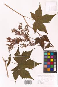 Таволга гладчайшая (Nakai) Nakai, Сибирь, Дальний Восток (S6) (Россия)