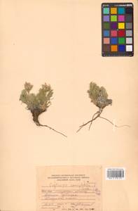 Остролодочник аянский (Regel & Tiling) Bunge, Сибирь, Чукотка и Камчатка (S7) (Россия)