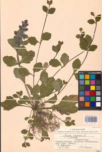 Живучка ползучая L., Восточная Европа, Московская область и Москва (E4a) (Россия)