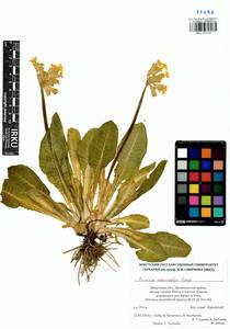 Первоцвет крупночашечный (Bunge) Lüdi, Сибирь, Прибайкалье и Забайкалье (S4) (Россия)