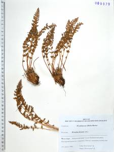 Вудсия эльбская (L.) R.Br., Сибирь, Дальний Восток (S6) (Россия)