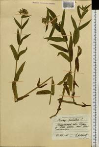 Чистец болотный L., Сибирь, Западная Сибирь (S1) (Россия)