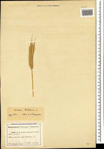 Ячмень луковичный L., Кавказ, Абхазия (K4a) (Абхазия)