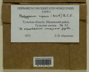 Platygyrium repens (Brid.) Schimp., Гербарий мохообразных, Мхи - Центральное Нечерноземье (B6) (Россия)