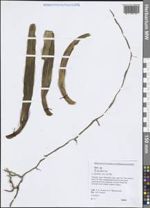 Orchidaceae, Зарубежная Азия (ASIA) (Вьетнам)