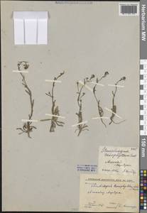 Резуховидка стрелолистная (M.Bieb.) Al-Shehbaz, O'Kane & R.A.Price, Средняя Азия и Казахстан, Каракумы (M6) (Туркмения)