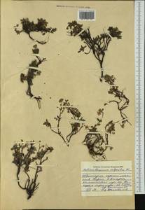 Helianthemum alpestre (Jacq.) DC., Западная Европа (EUR) (Болгария)