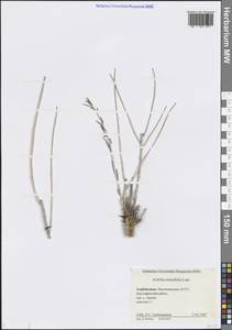 Тысячелистник узколистный Lam., Кавказ, Азербайджан (K6) (Азербайджан)