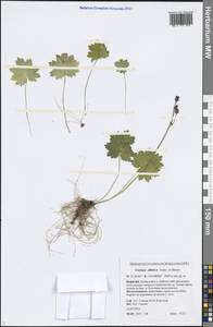 Primula matthioli subsp. sibirica (Andrz. ex Besser) Kovt., Сибирь, Прибайкалье и Забайкалье (S4) (Россия)