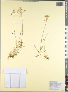 Костенец зонтичный L., Кавказ, Краснодарский край и Адыгея (K1a) (Россия)