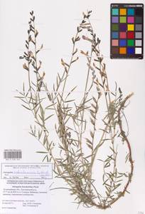 Astragalus astrachanicus Sytin & Laktionov, Восточная Европа, Нижневолжский район (E9) (Россия)