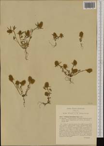 Trifolium infamia-ponertii Greuter, Западная Европа (EUR) (Италия)