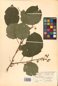 Древогубец круглолистный Thunb., Сибирь, Дальний Восток (S6) (Россия)