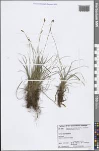 Осока рыхлая Wahlenb., Сибирь, Центральная Сибирь (S3) (Россия)