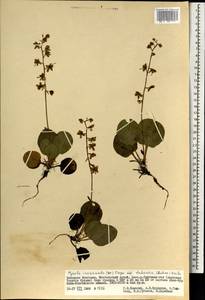Pyrola asarifolia subsp. incarnata (DC.) A.E.Murray, Монголия (MONG) (Монголия)