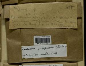Ceratodon purpureus (Hedw.) Brid., Гербарий мохообразных, Мхи - Центральное Нечерноземье (B6) (Россия)