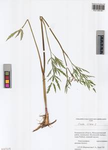 Вех ядовитый, Цикута L., Сибирь, Алтай и Саяны (S2) (Россия)