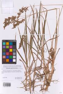 Anthoxanthum repens (Host) Veldkamp, Восточная Европа, Московская область и Москва (E4a) (Россия)