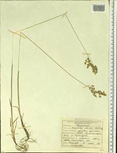 Anthoxanthum nitens (Weber) Y.Schouten & Veldkamp, Сибирь, Якутия (S5) (Россия)