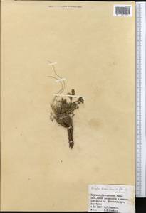 Ферула заилийская (Herder) Pimenov, Средняя Азия и Казахстан, Северный и Центральный Тянь-Шань (M4) (Киргизия)