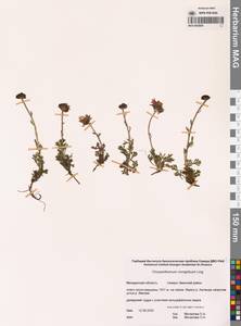 Chrysanthemum zawadzkii subsp. peleiolepis (Trautv.) Zuev, Сибирь, Чукотка и Камчатка (S7) (Россия)
