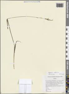 Волоснец сибирский (Trautv.) J.L.Yang & C.Yen, Сибирь, Дальний Восток (S6) (Россия)