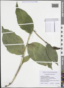 Венерин башмачок настоящий L., Восточная Европа, Центральный район (E4) (Россия)