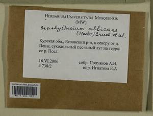 Brachythecium albicans (Hedw.) Schimp., Гербарий мохообразных, Мхи - Центральное Черноземье (B10) (Россия)