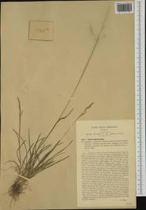 Puccinellia fasciculata (Torr.) E.P.Bicknell, Западная Европа (EUR) (Италия)