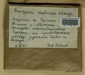 Encalypta rhaptocarpa Schwägr., Гербарий мохообразных, Мхи - Якутия (B19) (Россия)
